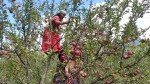 मुगुका किसानलाई स्याउ टिप्न चटारो